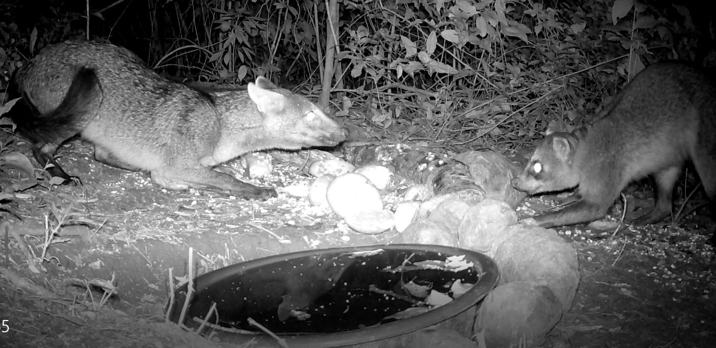 Câmera flagra disputa entre cachorro-do-mato e mão-pelada em mata de Americana