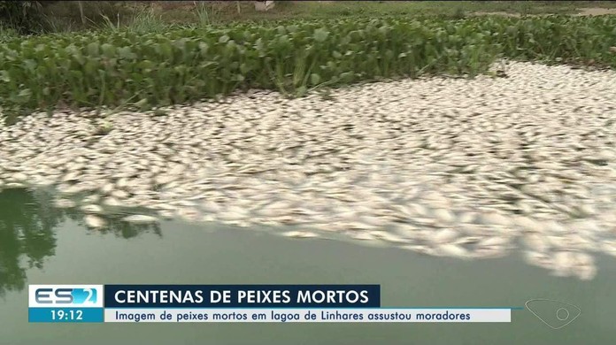 Lagoa amanhece tomada por peixes mortos em Linhares. É a Semana da Água