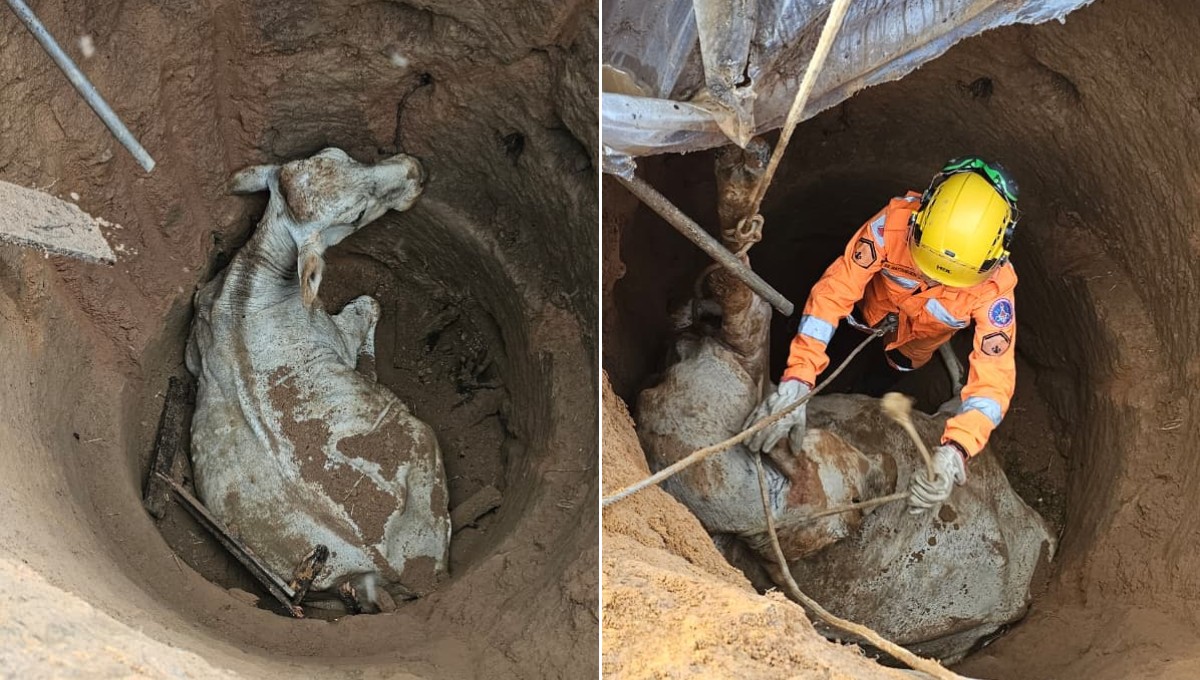 Vaca cai em cisterna e é resgatada pelo Corpo de Bombeiros em Caratinga