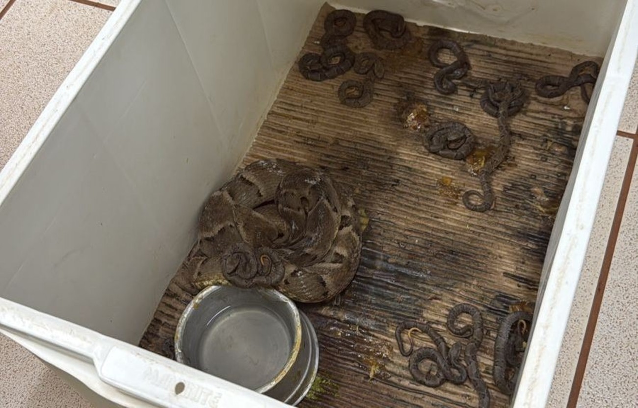 Jararaca resgatada surpreende ao dar à luz 17 filhotes em universidade de MS