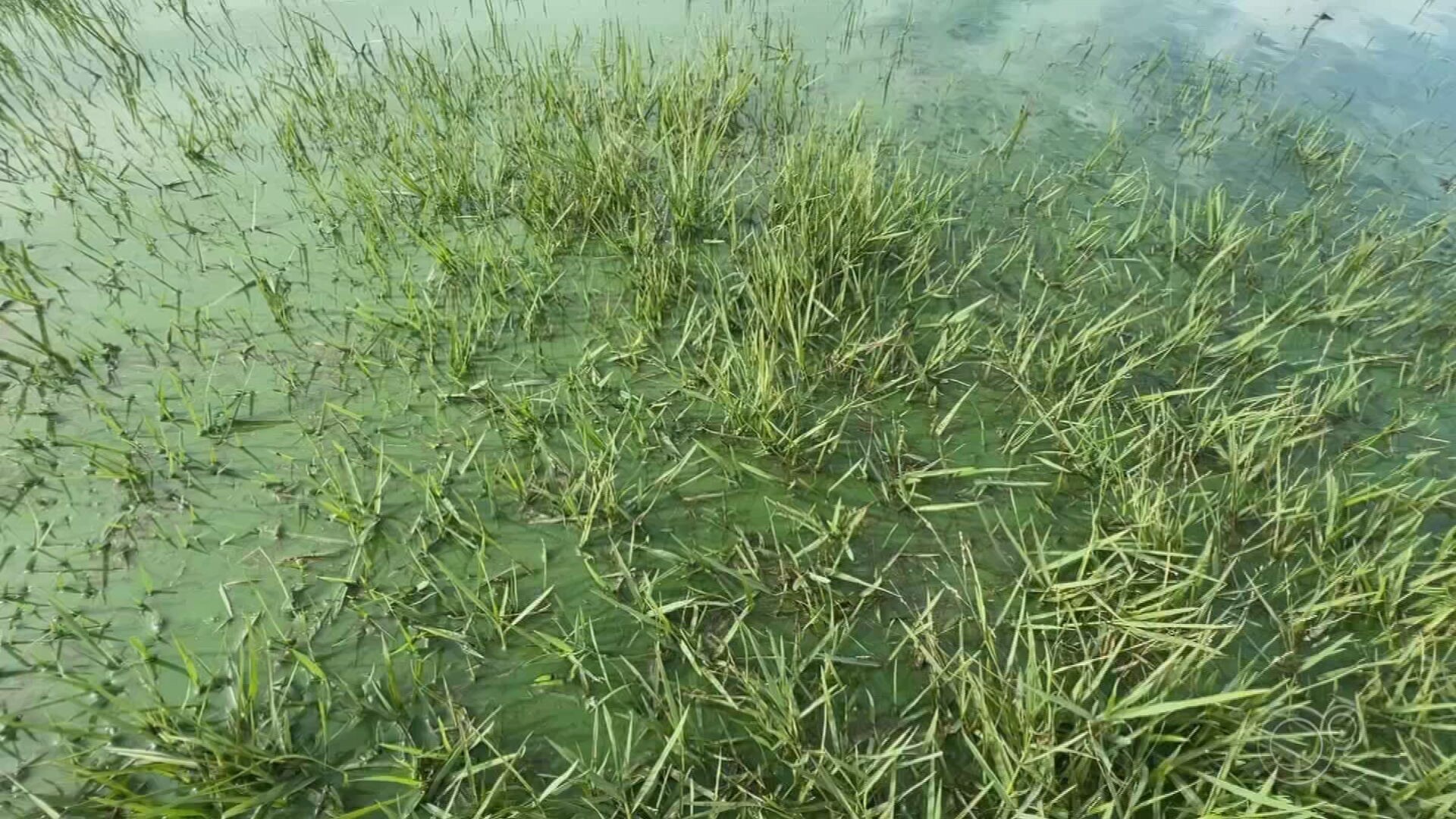 Rio Paraná com coloração esverdeada devido à proliferação de algas