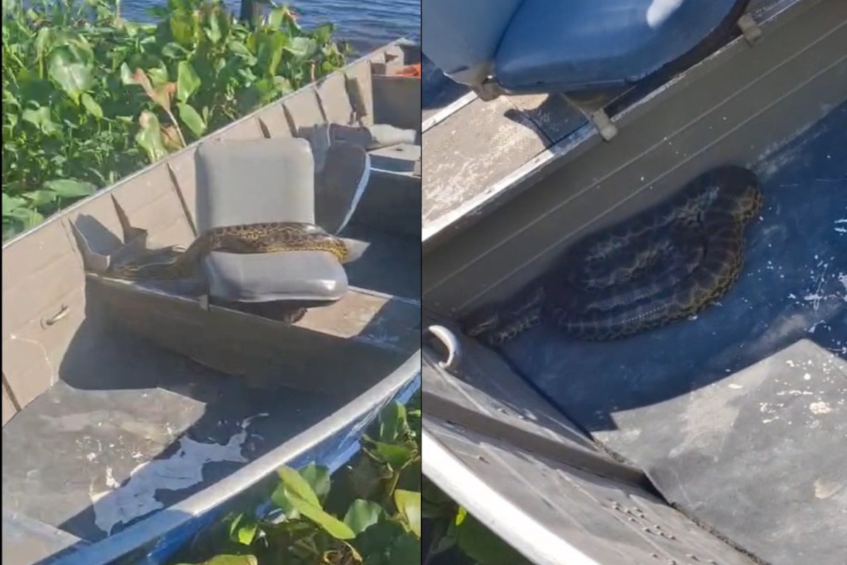 Sucuris fazem barcos de 'casa' e frustram pescaria de pai e filho no Pantanal; veja vídeo