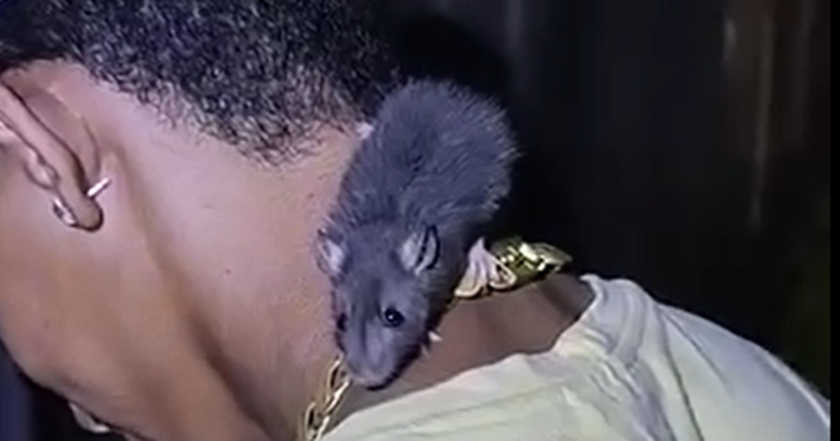 PMs se surpreendem ao encontrar rato no pescoço de jovem durante revista no Grande Recife