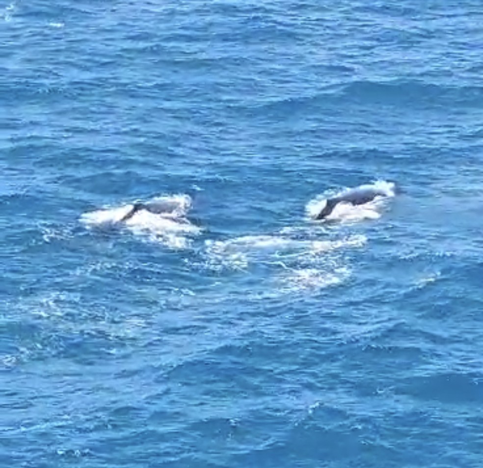 Baleias jubarte próximo à plataforma de petróleo no litoral do RN — Foto: Willame Eduardo