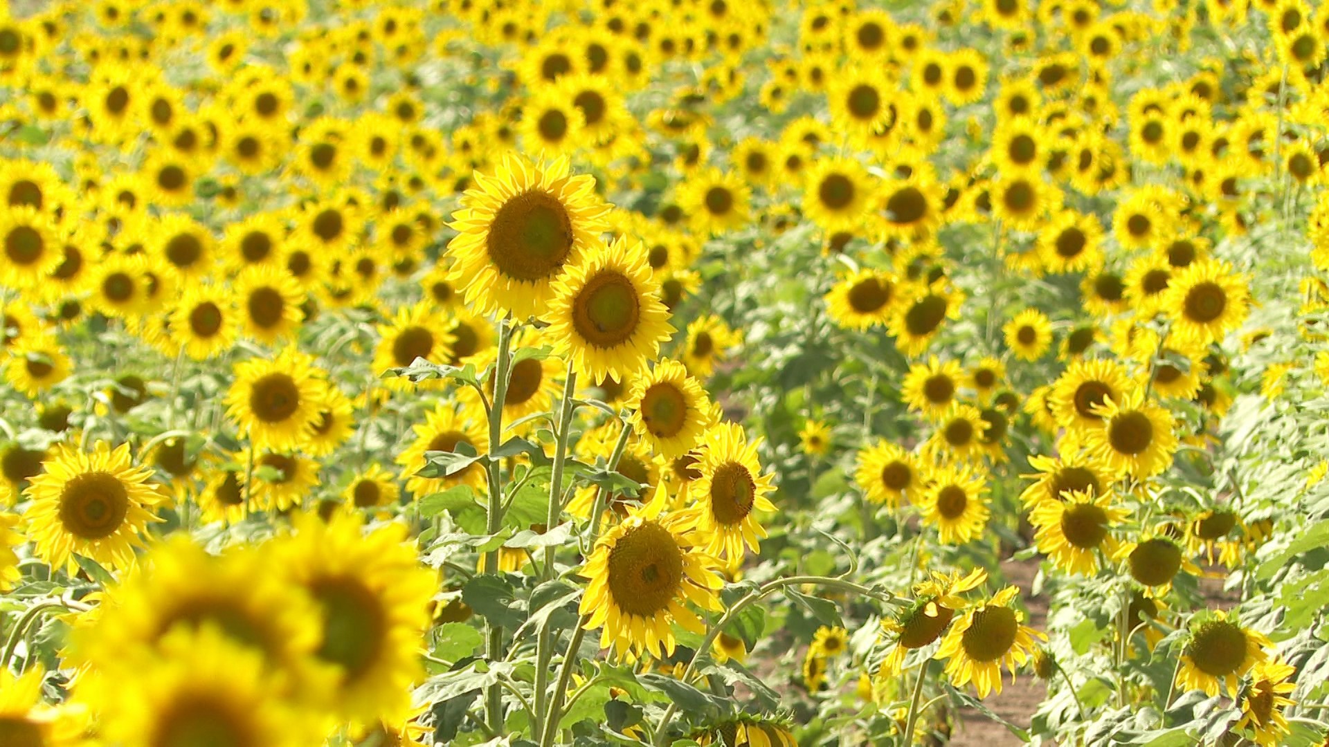 'Cura para a alma': campo de girassóis transforma paisagem e encanta ciclistas no interior de SP