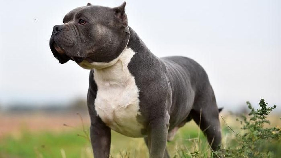 Cães da raça Pitbull serão proibidos no Reino Unido; mais de 200 animais  podem ser sacrificados - Folha Pet - Folha PE