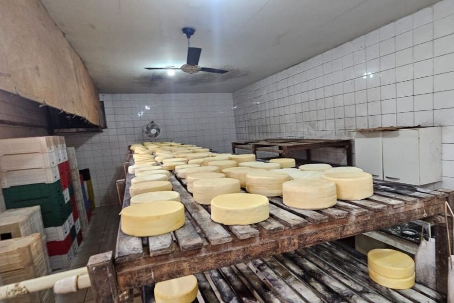Mais de 250 quilos de queijo estragados são descartados em queijaria clandestina de MG