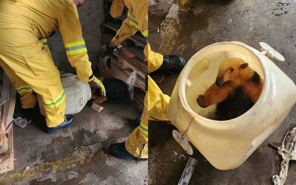 Tamandu&aacute; &eacute; resgatado e transportado dentro de gal&atilde;o em Birigui (SP) &mdash; Foto: Reprodu&ccedil;&atilde;o/Redes Sociais