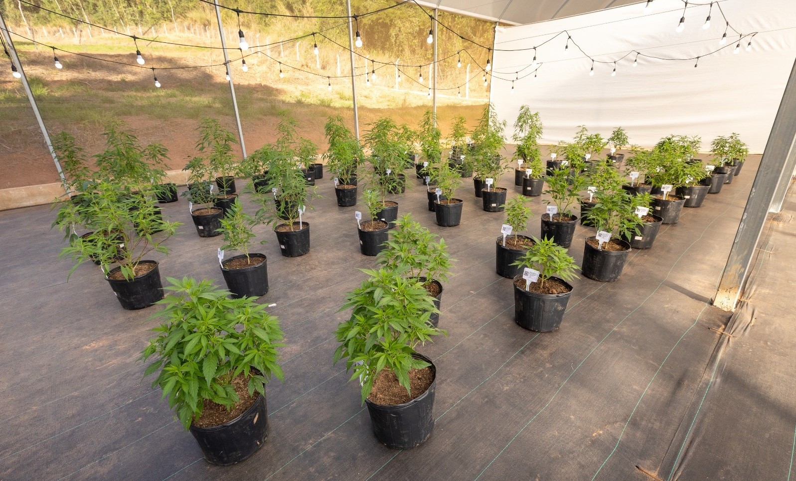 Primeiro banco genético de Cannabis em universidade pública do Brasil é inaugurado em MG