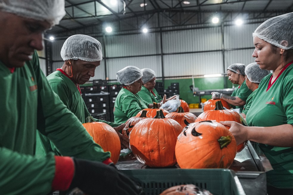 Funcionários da Trebeschi fazem o beneficiamento das abóboras do Halloween — Foto: Rafael Leal/g1