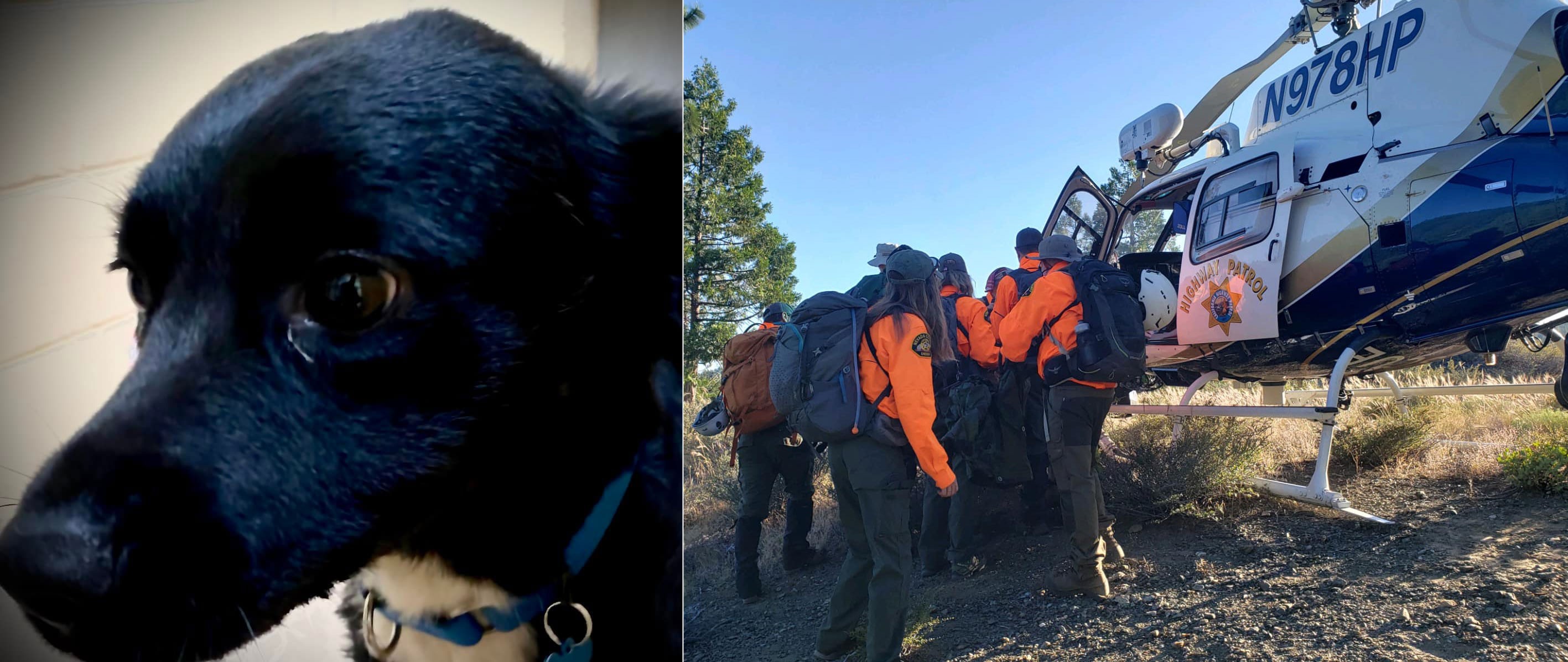 Cão leva equipe de resgate e salva homem após queda de 20 metros em parque nos EUA