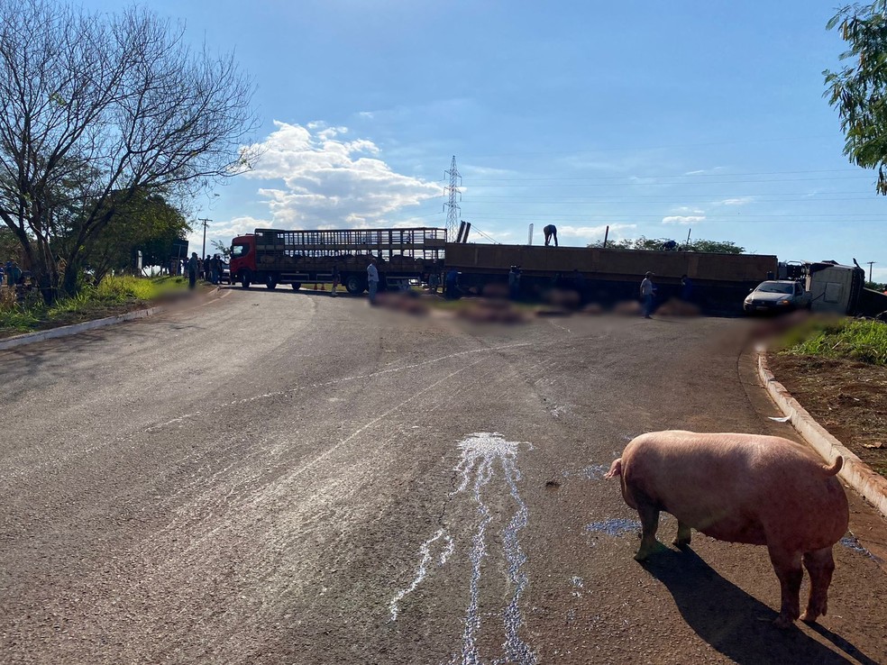 De acordo com o motorista da carreta, os porcos iam ser levados a um frigorífico, em Dourados — Foto: Thalyta Andrade/TV Morena