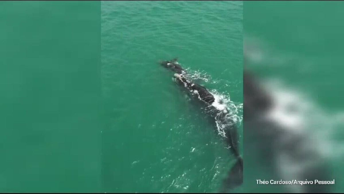 Des baleines et des veaux sont aperçus près de la plage de sable de Florianópolis ;  VIDÉO |  Sainte Catherine