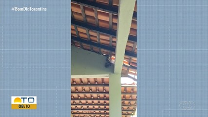 Jibóia no telhado de casa causa susto em moradores de Tocantinópolis