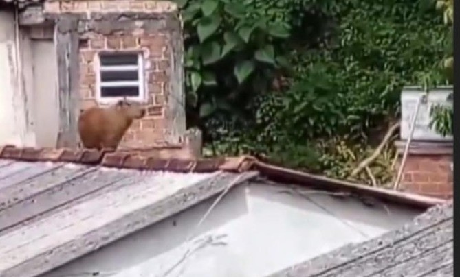 VÍDEO: Capivara sobe em telhado de casa em Curitiba