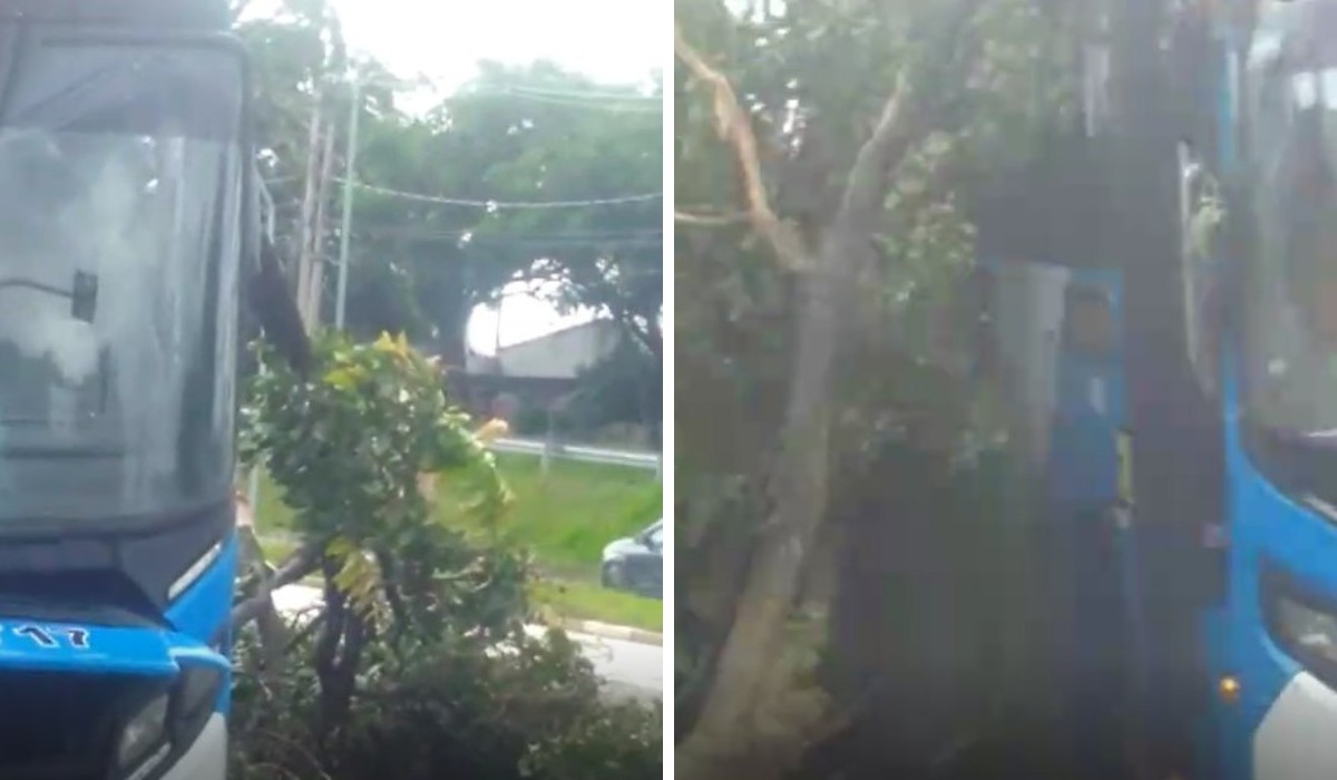 Ônibus bate em árvore que cai sobre casa em Campinas