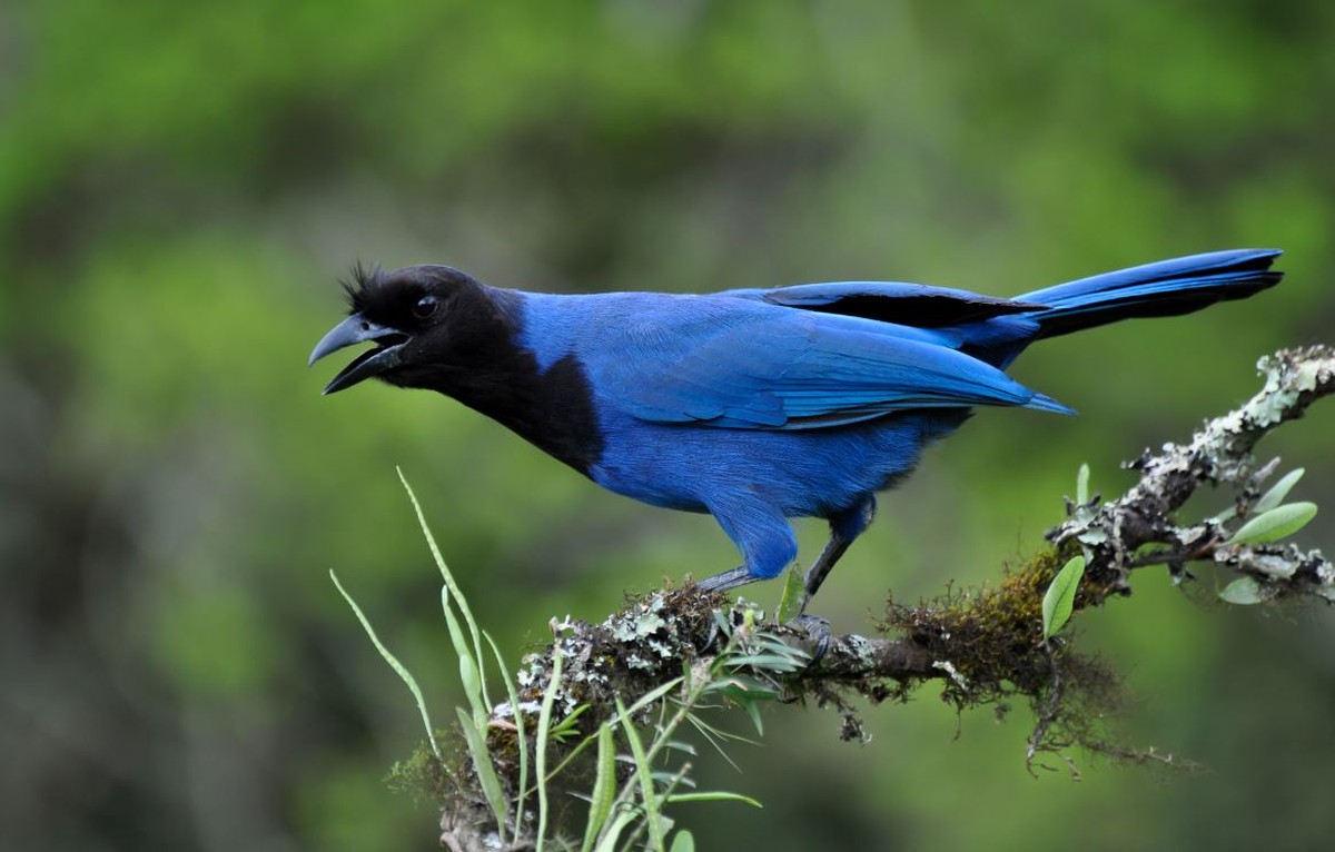 Gralhas do Brasil se destacam pela presença da cor azul em diferentes ...