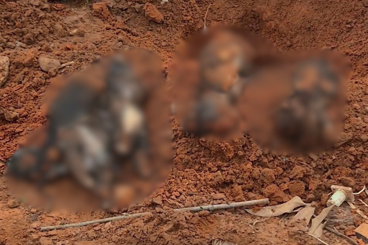 Polícia investiga maus-tratos contra animais após encontrar corpos enterrados em terreno no interior de SP