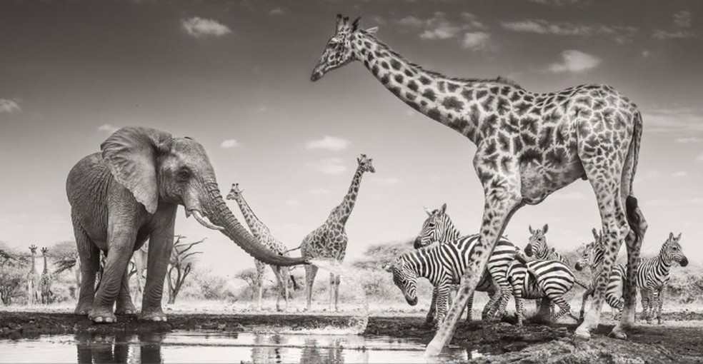 A categoria Animais em seu Ambiente foi para James Lewin, que capturou esta imagem de um jovem elefante macho borrifando água em zebras no Quênia — Foto: James Lewin