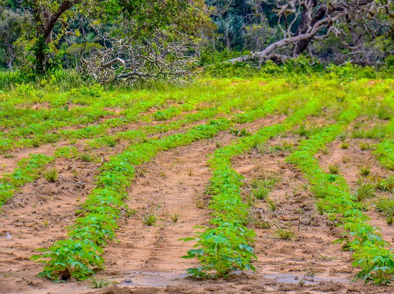 Liberação de terras para produtores de Macapá aumenta de 300 para 1000 hectares; veja onde solicitar 