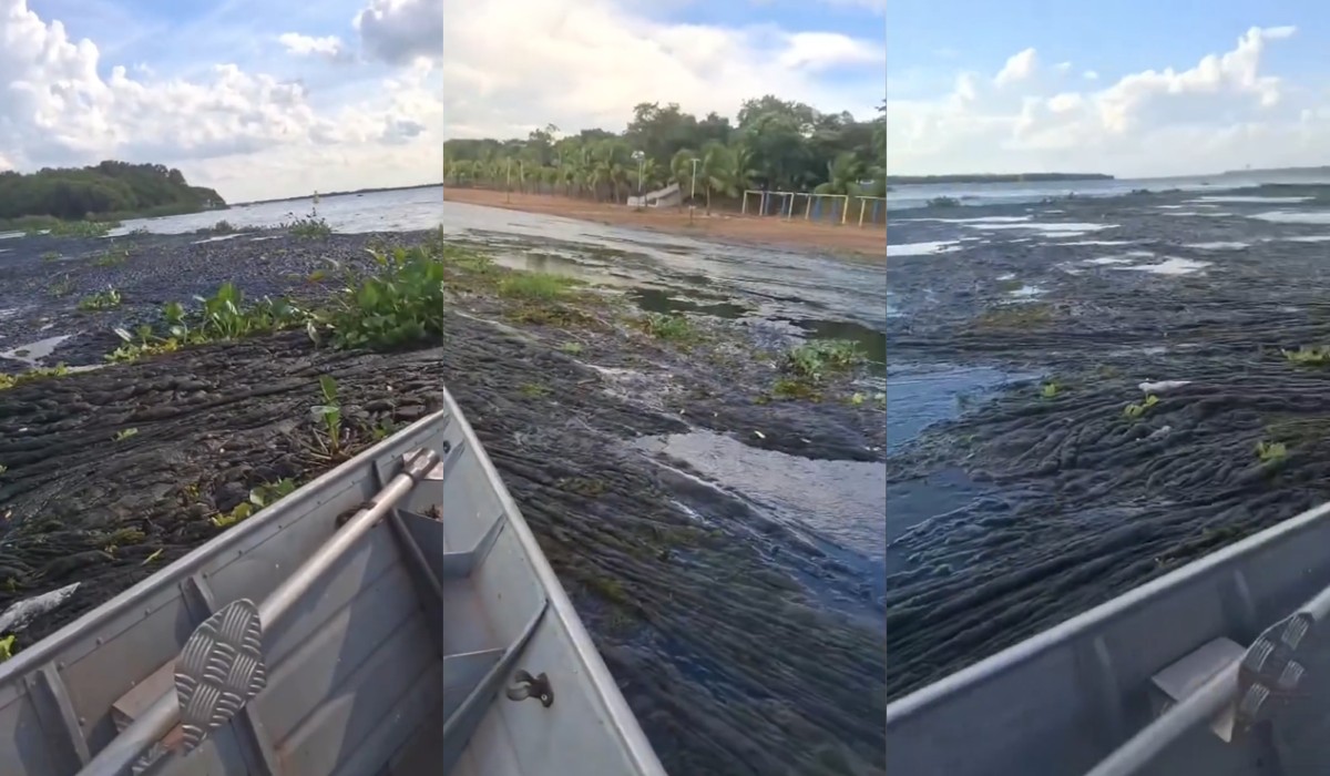 Aumento de algas no Rio Paraná afasta turistas e prejudica a navegação na região de Presidente Epitácio; entenda 