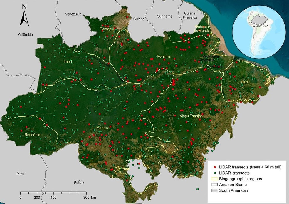 Amazônia abriga atualmente 55 milhões de árvores gigantes, revela pesquisa — Foto: Reprodução/Ueap
