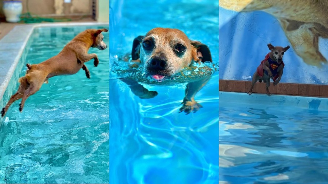 Pinscher nadador: caramelo 'viciado' em saltos na piscina viraliza nas redes sociais; veja vídeo