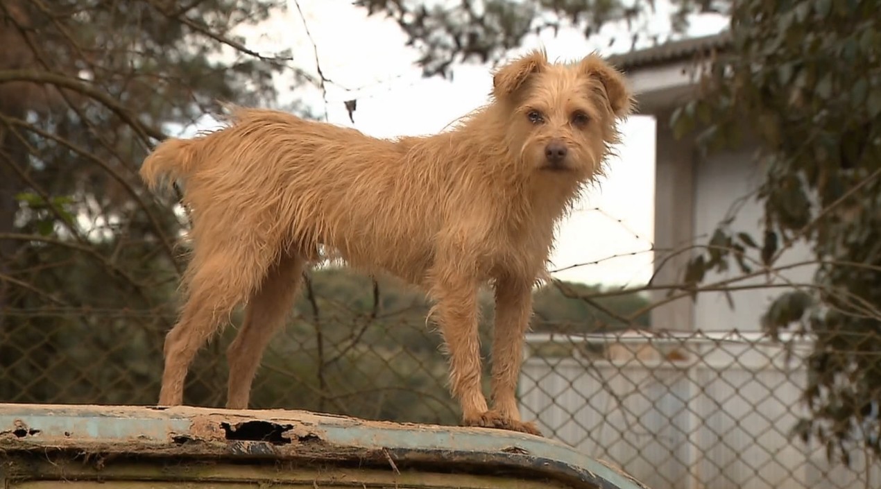 Projeto de lei prevê desconto no IPTU para quem adotar pets em Curitiba; entenda