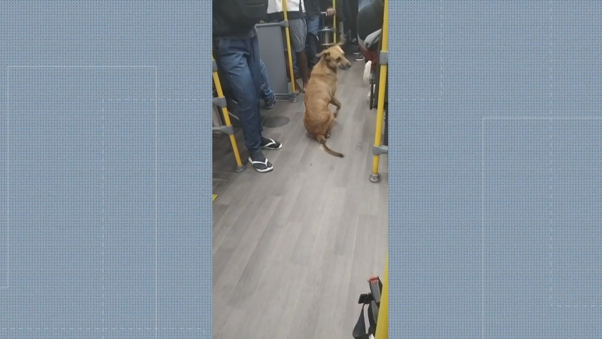 Cachorro abandonado que andava de BRT é adotado e ganha nome de ‘Busão’