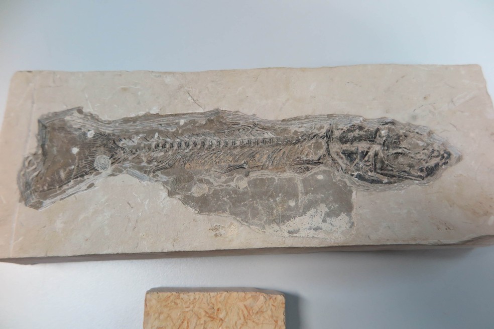 Fóssil de peixe com milhões de anos, incrustado em pedra cariri. Material era comercializado ilegalmente em 2019 por R$ 20 — Foto: Antonio Rodrigues / Sistema Verdes Mares