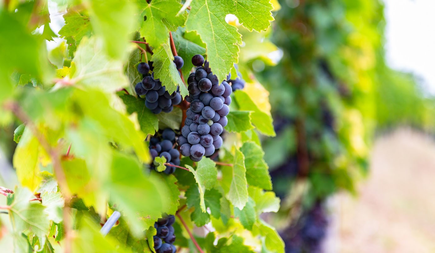 Nebbiolo Day: rainha das uvas tintas italianas produz os grandes Barolo e Barbaresco 