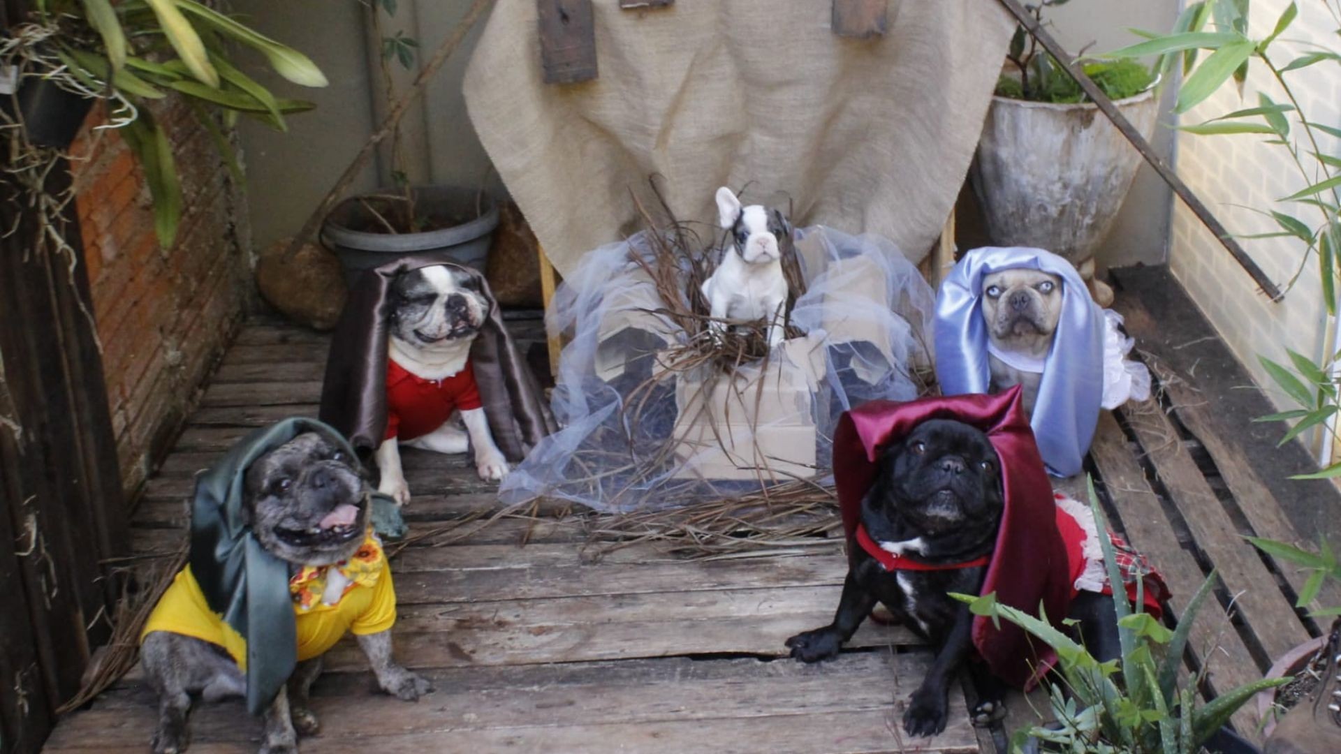 FOTOS: técnico de enfermagem cria tradição de registrar presépio com cães de estimação no interior de SP