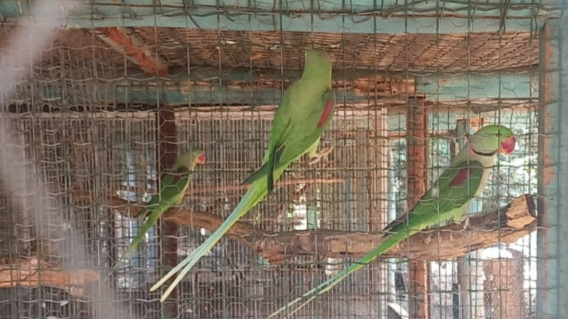 Criador é multado em R$ 133 mil por manter 655 aves exóticas irregularmente em sítio em Jales