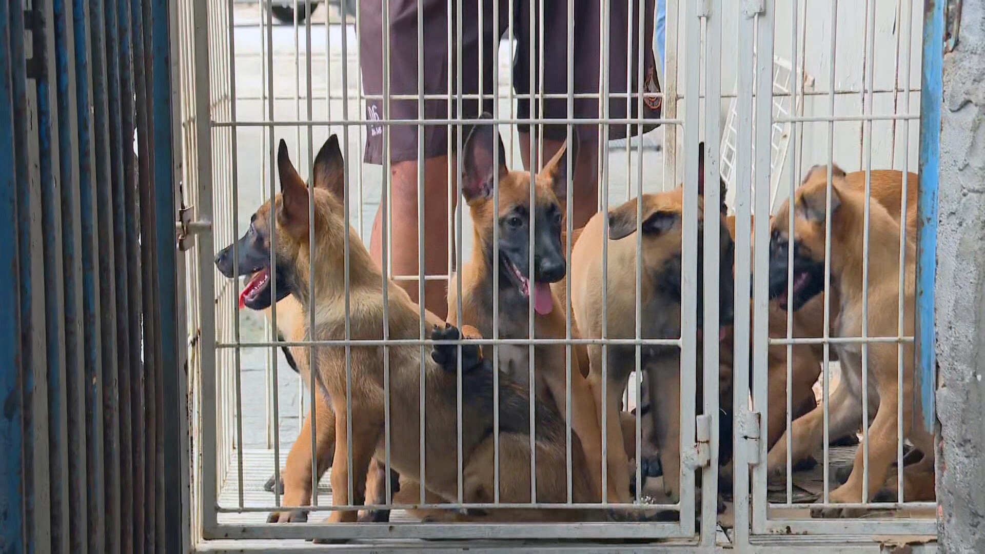 PM faz concurso para batizar filhotes do Batalhão de Cães