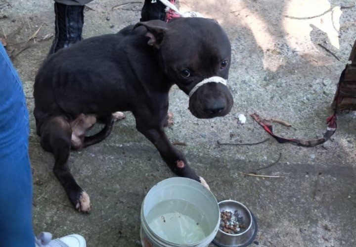 Cão vítima de maus-tratos é resgatado em Barra Mansa