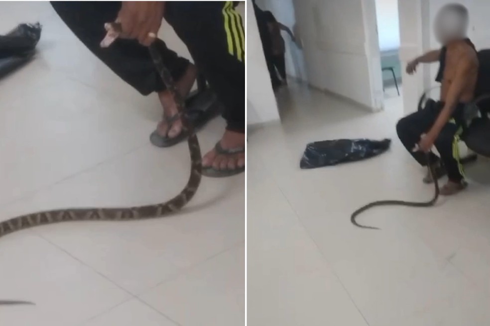 Um homem, de 58 anos, levou uma cobra jararaca  UPA de Guaruj (SP) aps ser picado pela serpente — Foto: Reproduo