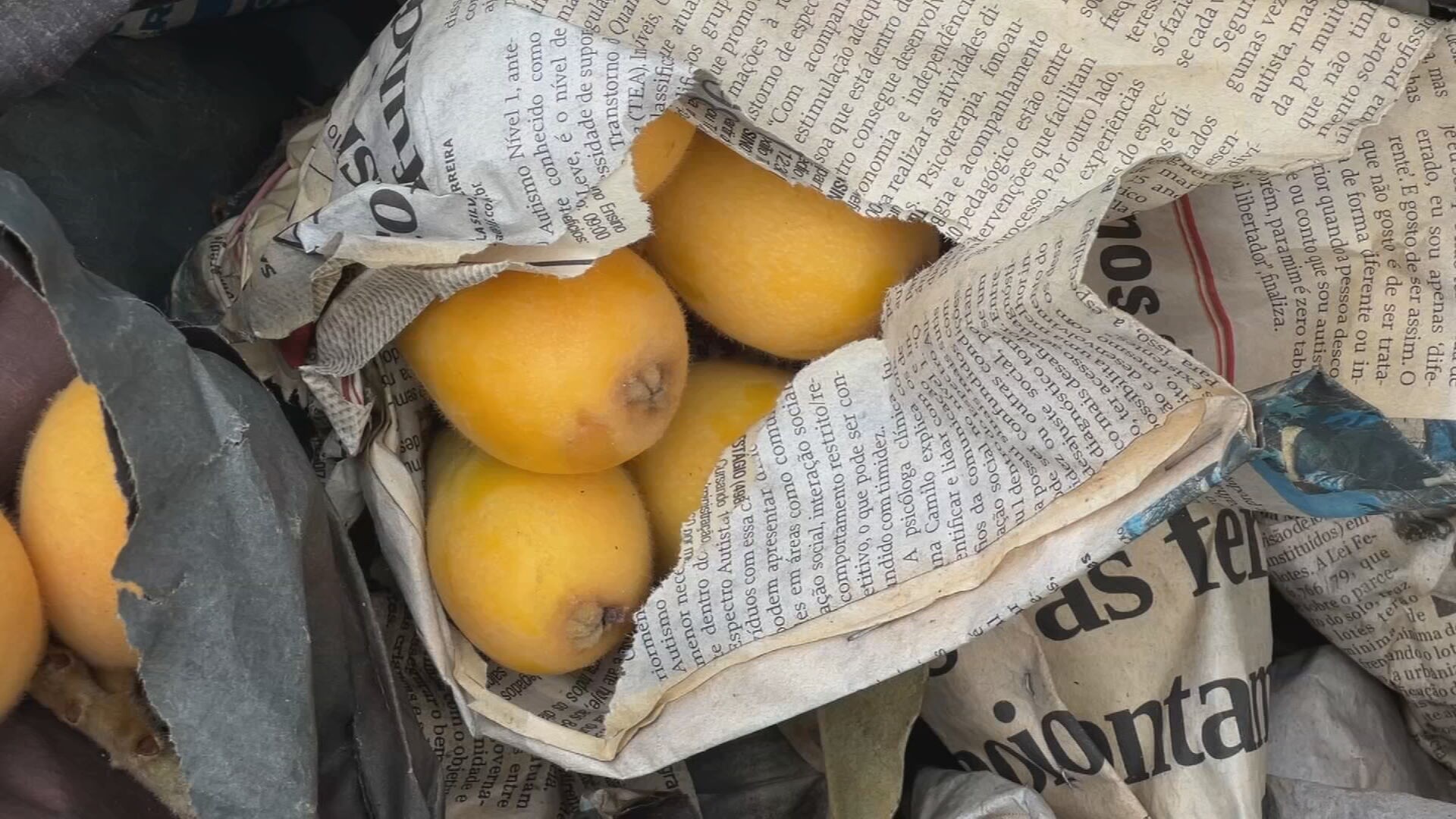 Produtores estão otimistas com safra de nêspera