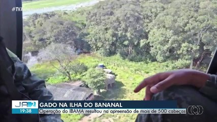 Ibama apreende mais de 500 cabeças de gado na Ilha do Bananal durante operação