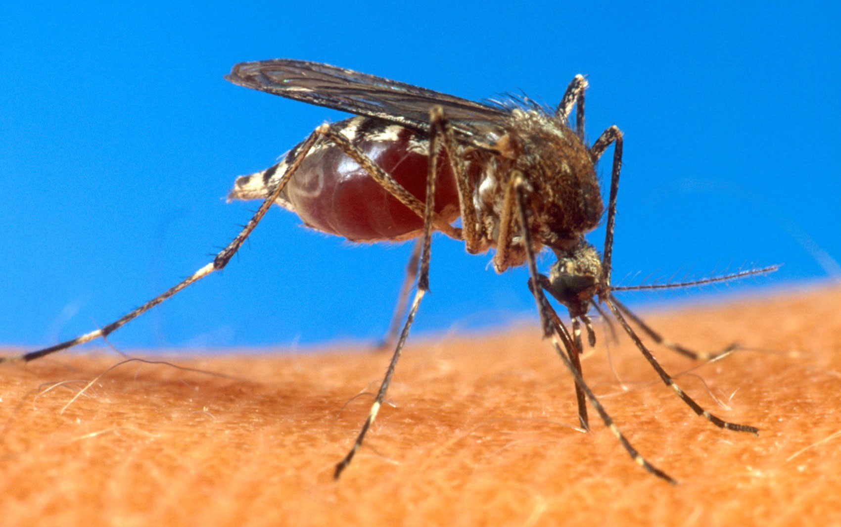 Amapá apresenta 'tendência de queda' nos casos de dengue, segundo Ministério da Saúde