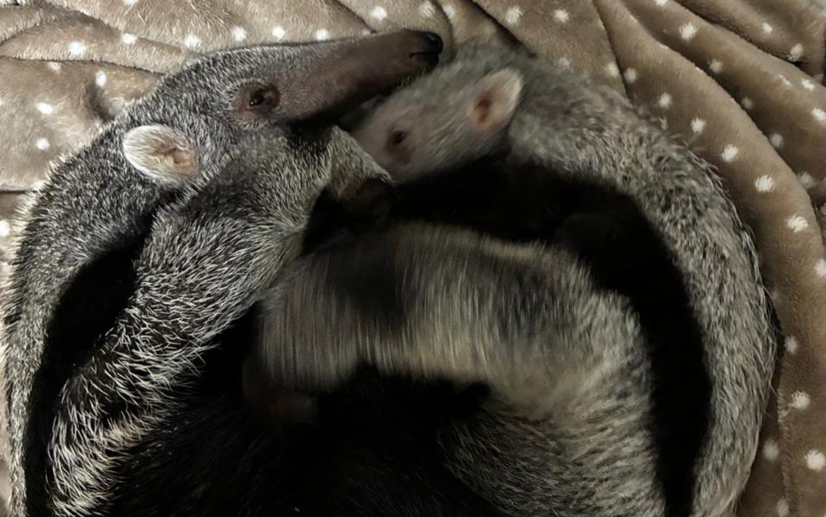 'Maiara e Maraísa': filhotes de tamanduá-bandeira órfãs resgatadas após atropelamentos recebem cuidados especiais em MG