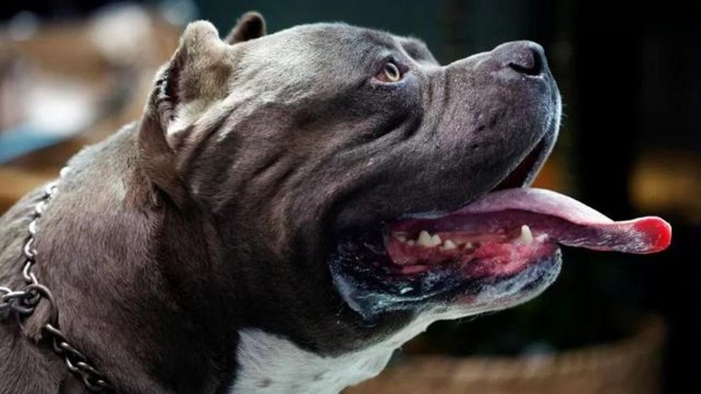 Bully XL: a raça de cães chamada de 'mortal' no Reino Unido e que