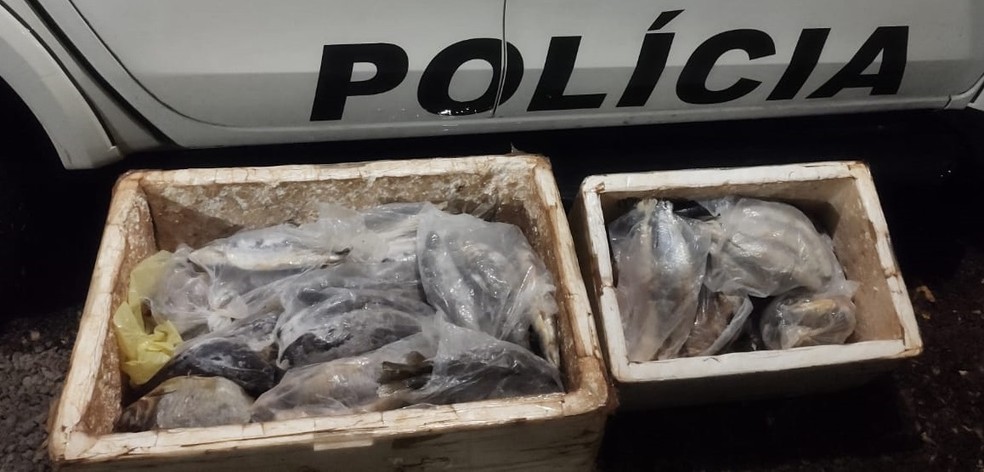 Pescador profissional é multado por falta de declaração de estoque, em Pirapozinho (SP) — Foto: Polícia Ambiental