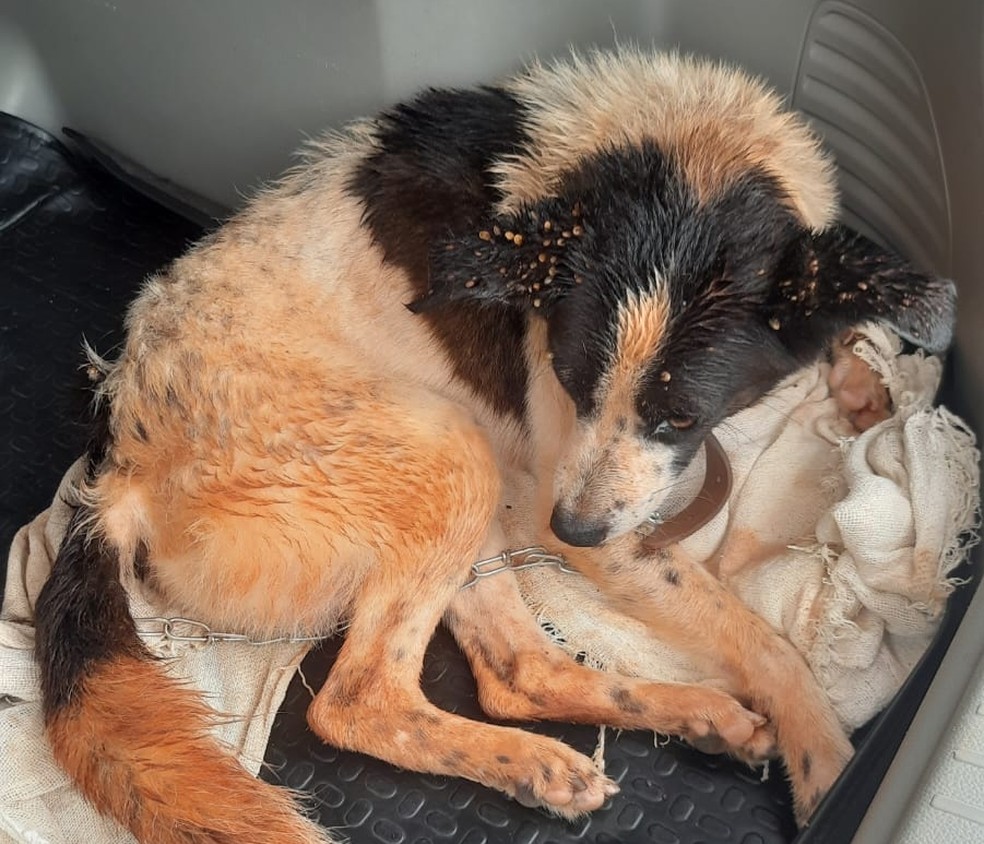 Cão vítima de maus-tratos foi resgatado em Paulicéia (SP) — Foto: Polícia Civil