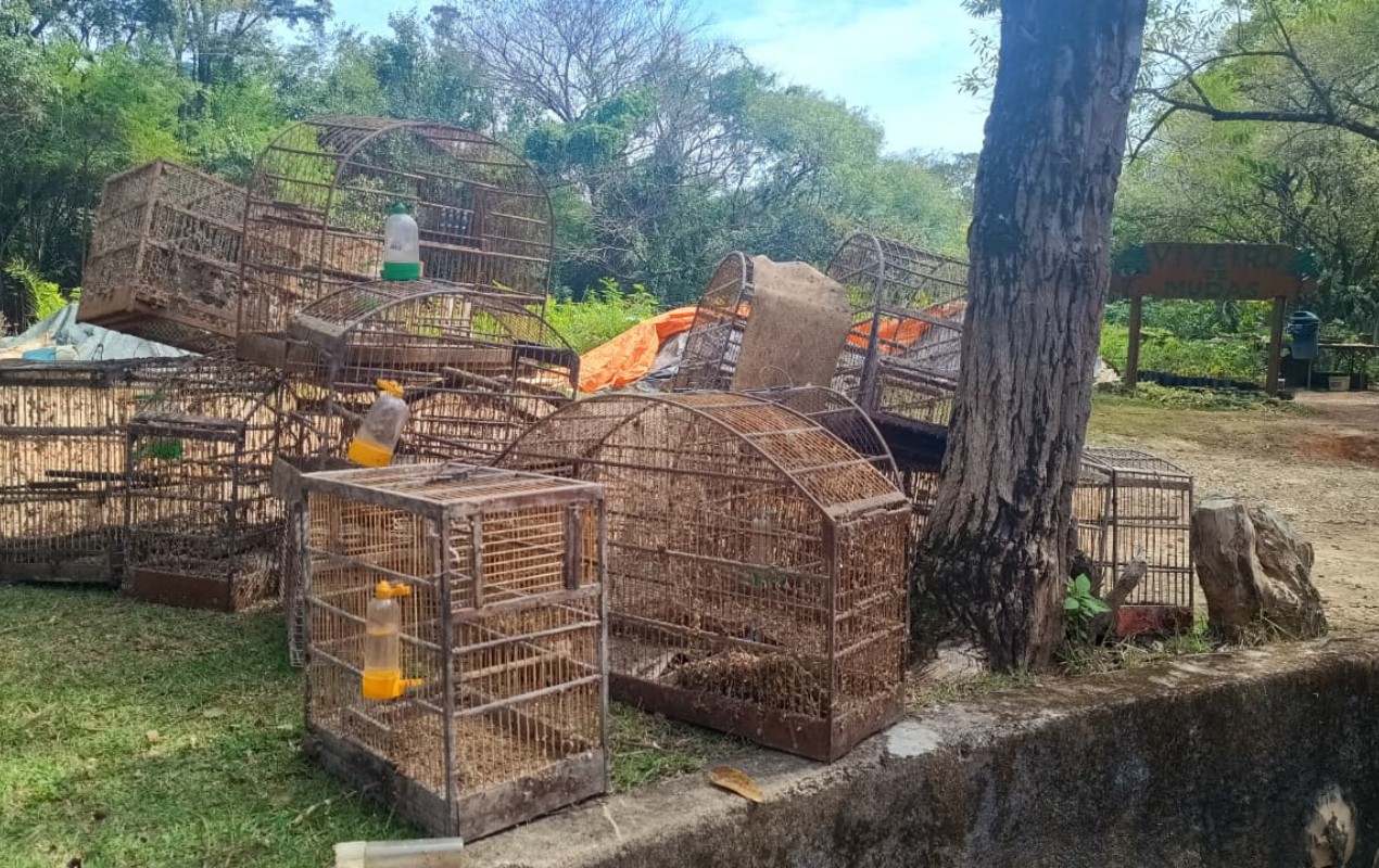 Aves são resgatadas de cativeiro e levadas para centro de reabilitação em Jundiaí