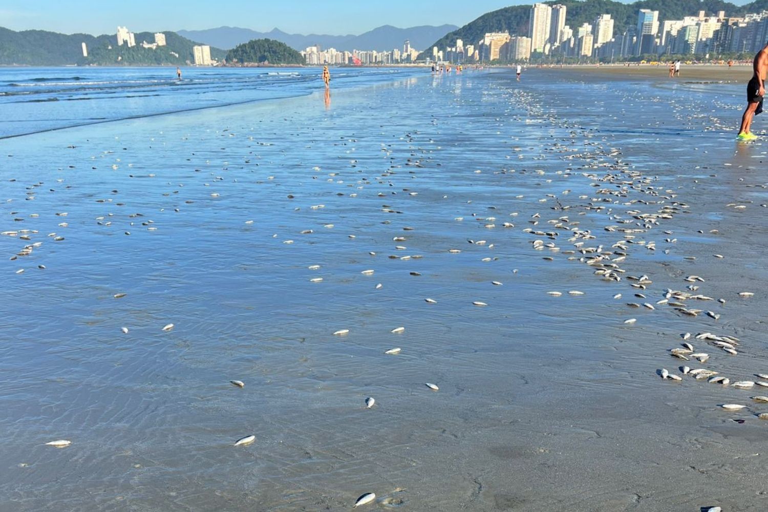 Centenas de peixes aparecem mortos em praias do litoral de SP; VÍDEO