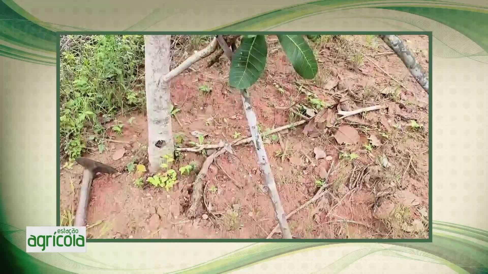 VÍDEOS: Estação Agrícola deste domingo, 10 de agosto