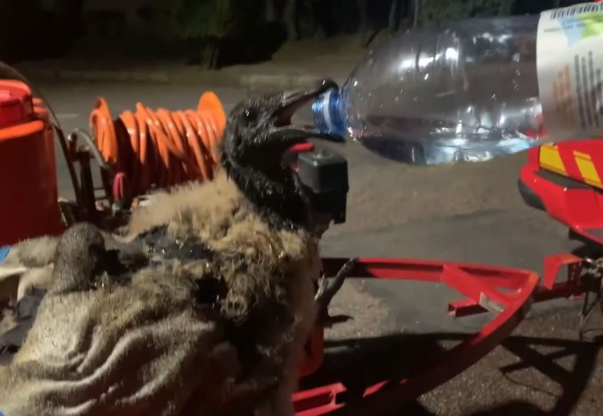 VÍDEO: Filhote de urubu é resgatado com queimaduras durante incêndio em mata nativa