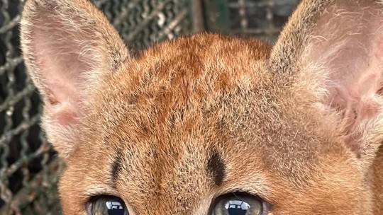 Filhote de onça-parda é resgatado após ficar preso em cerca de alambrado, em Pres. Bernardes - Fêmea estava em boas condições físicas e foi devolvida à natureza após captura.