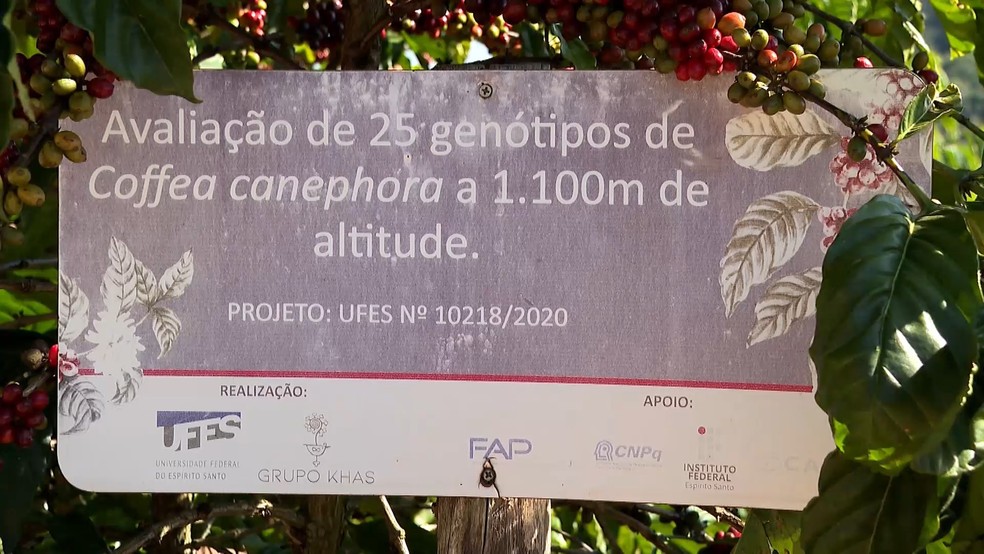 Pesquisa inédita testa café conilon no frio e a mais de mil metros de altitude em Venda Nova do Imigrante, no Espírito Santo. — Foto: TV Gazeta