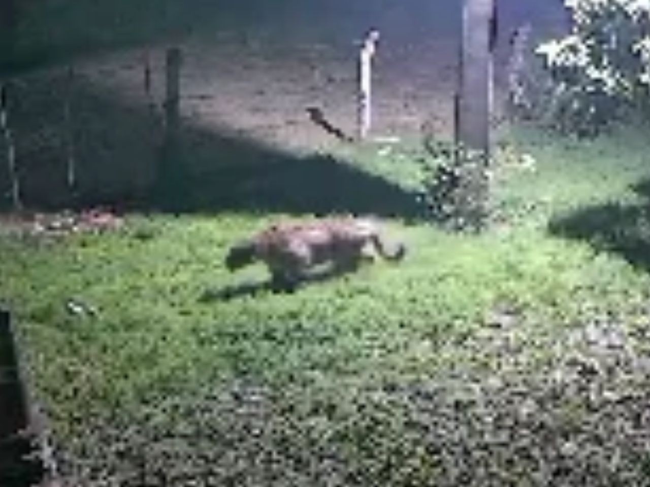 Onça-pintada é flagrada rondando casa após ataque a cachorro em fazenda de MS; veja vídeo